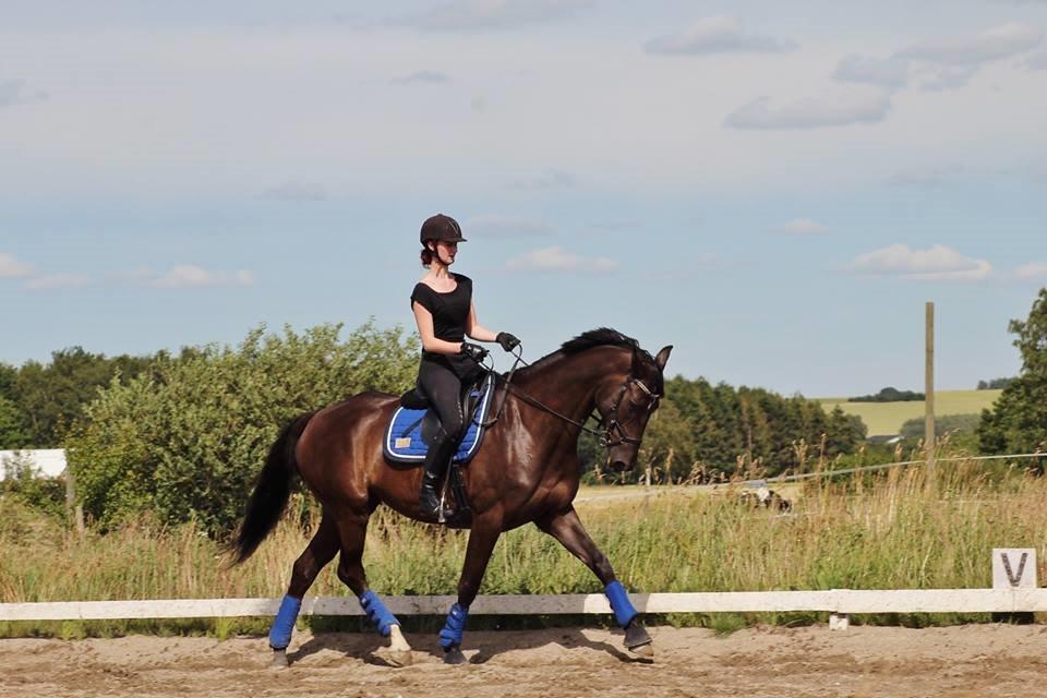 Trakehner Hamila billede 17