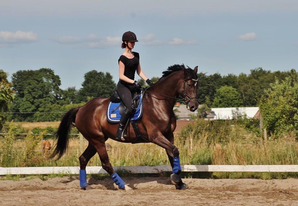 Trakehner Hamila billede 9