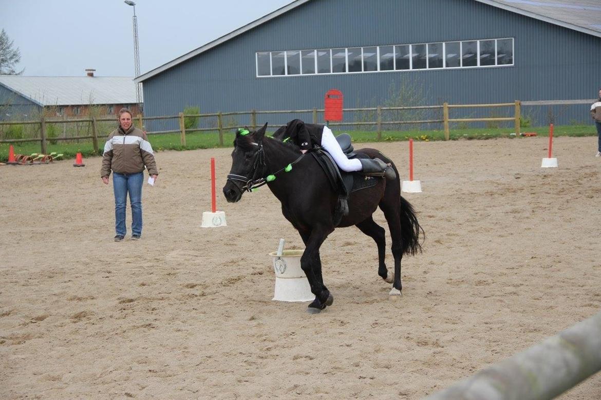 Anden særlig race Dina  billede 7