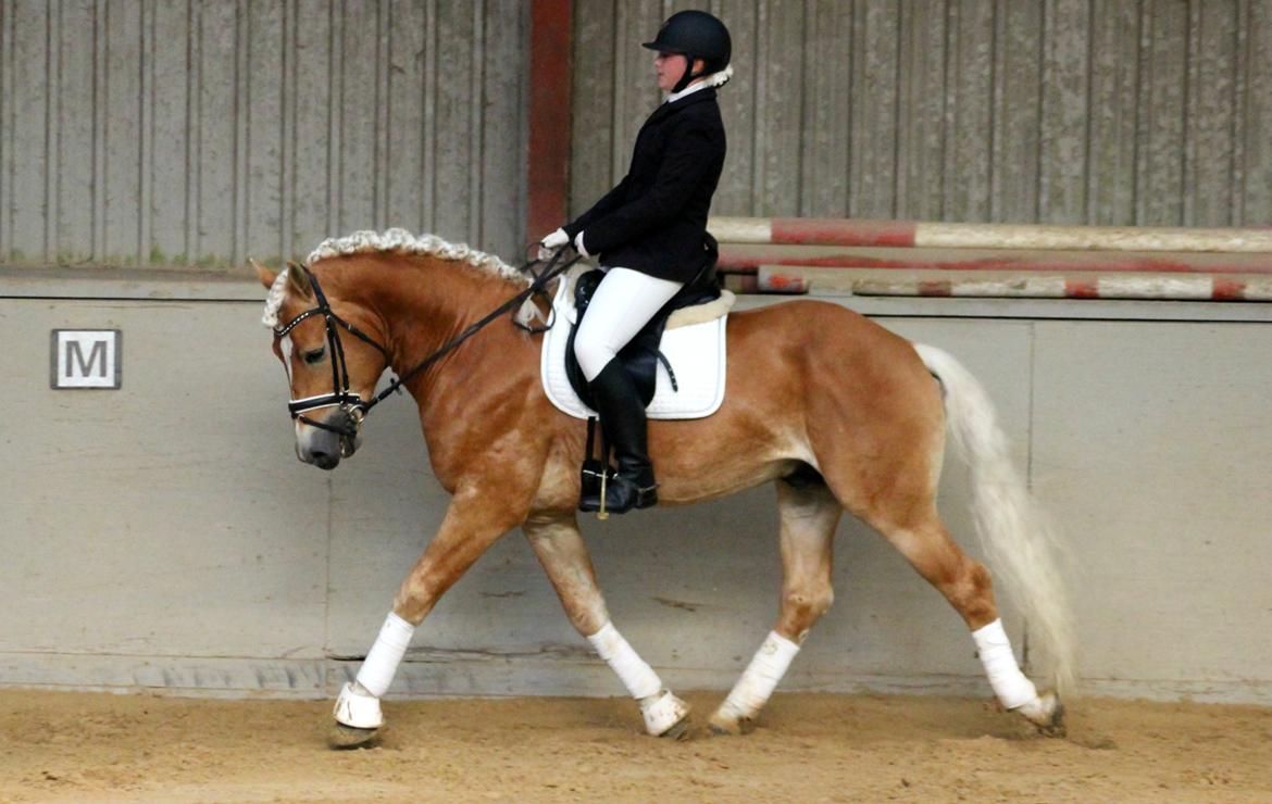 Tyroler Haflinger Stallone af Elghuset *AVLSHINGST* - Han's første heste stævne. 2015 billede 5