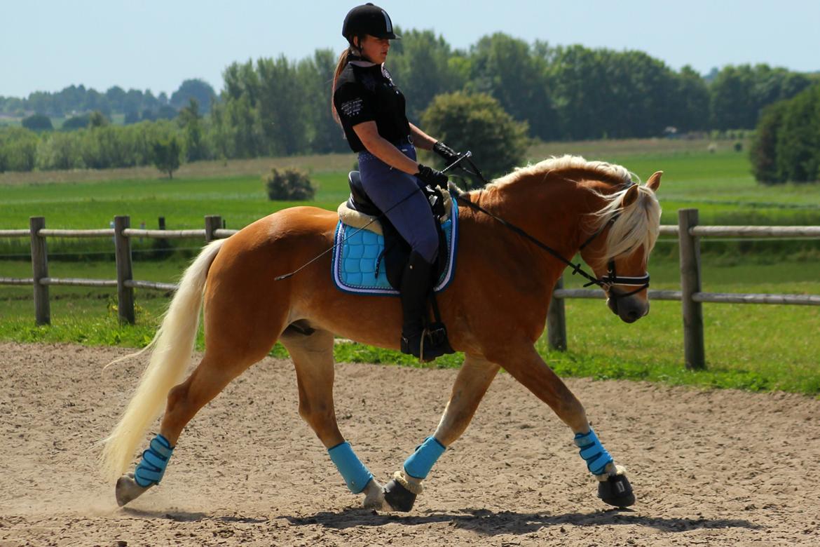 Tyroler Haflinger Stallone af Elghuset *AVLSHINGST* - Træning hjemme 2015. billede 6