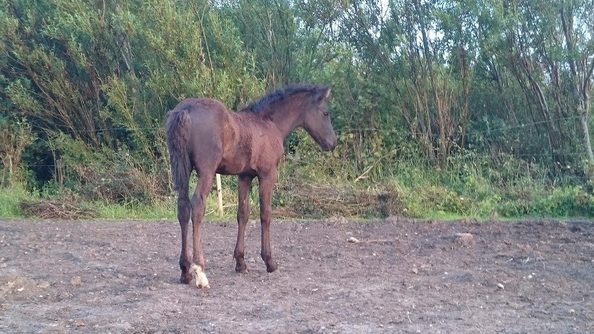 Barockpinto hmsogwestern's Black Magic billede 16