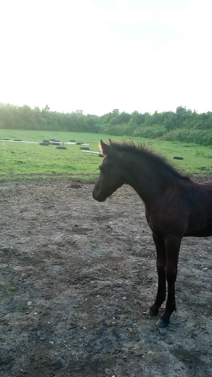 Barockpinto hmsogwestern's Black Magic billede 17