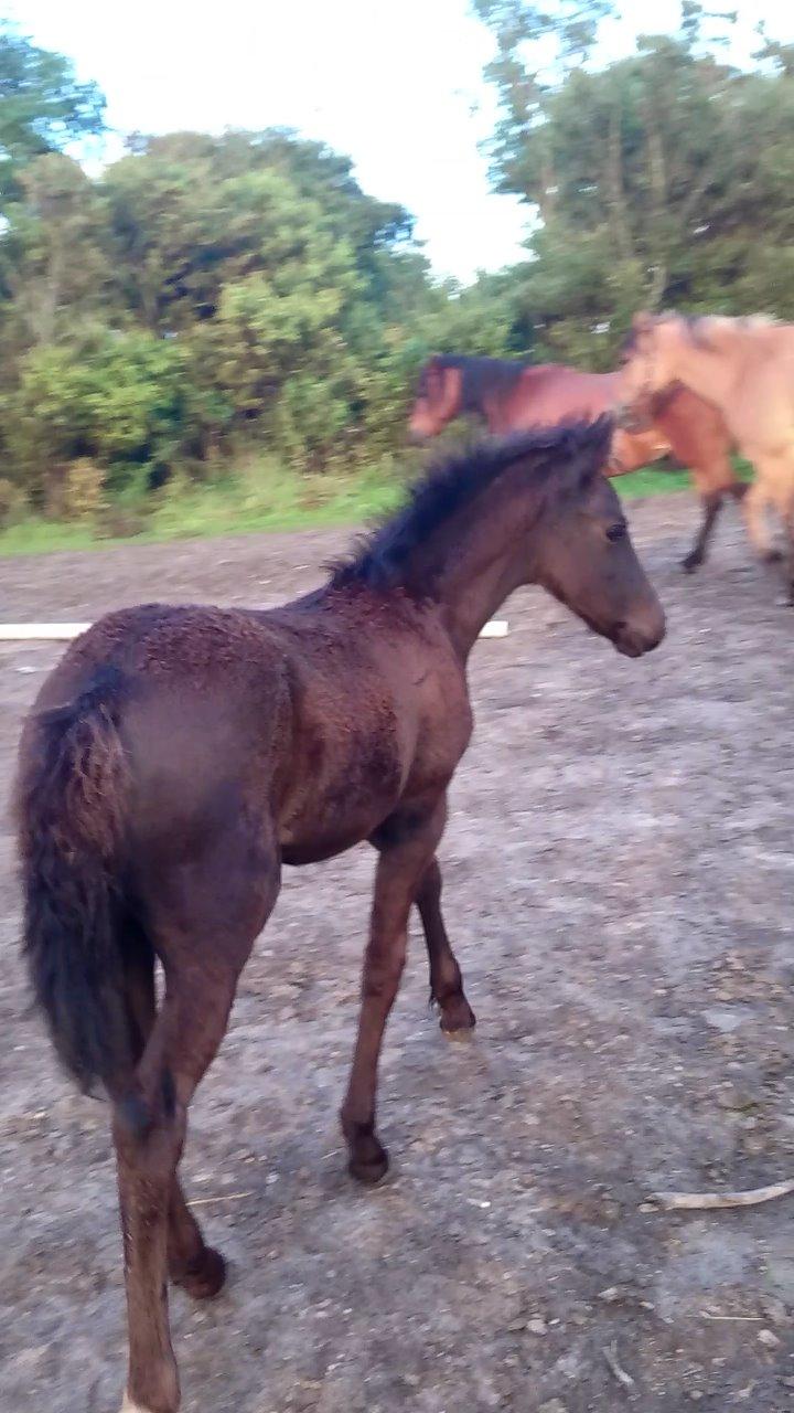 Barockpinto hmsogwestern's Black Magic billede 18