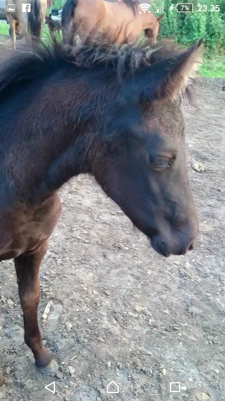 Barockpinto hmsogwestern's Black Magic billede 19