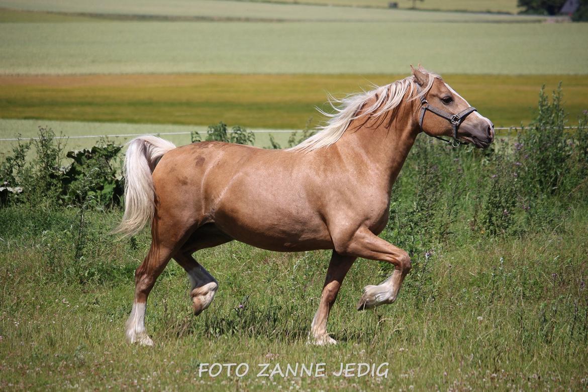 Welsh Cob (sec D) Rosalinde - Rosa d. 11/7-15 billede 41