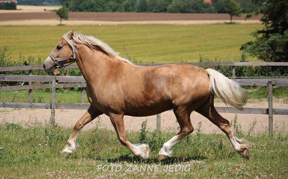 Welsh Cob (sec D) Rosalinde - Rosa 11/7-15 billede 43