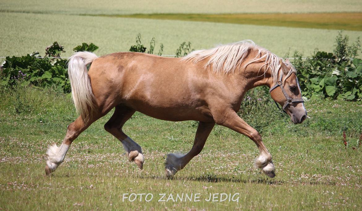 Welsh Cob (sec D) Rosalinde - Rosa 11/7 - 15 billede 44