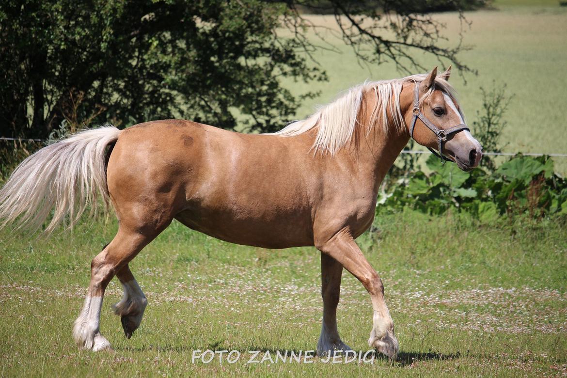 Welsh Cob (sec D) Rosalinde - Rosa d. 11/7- 15 billede 45