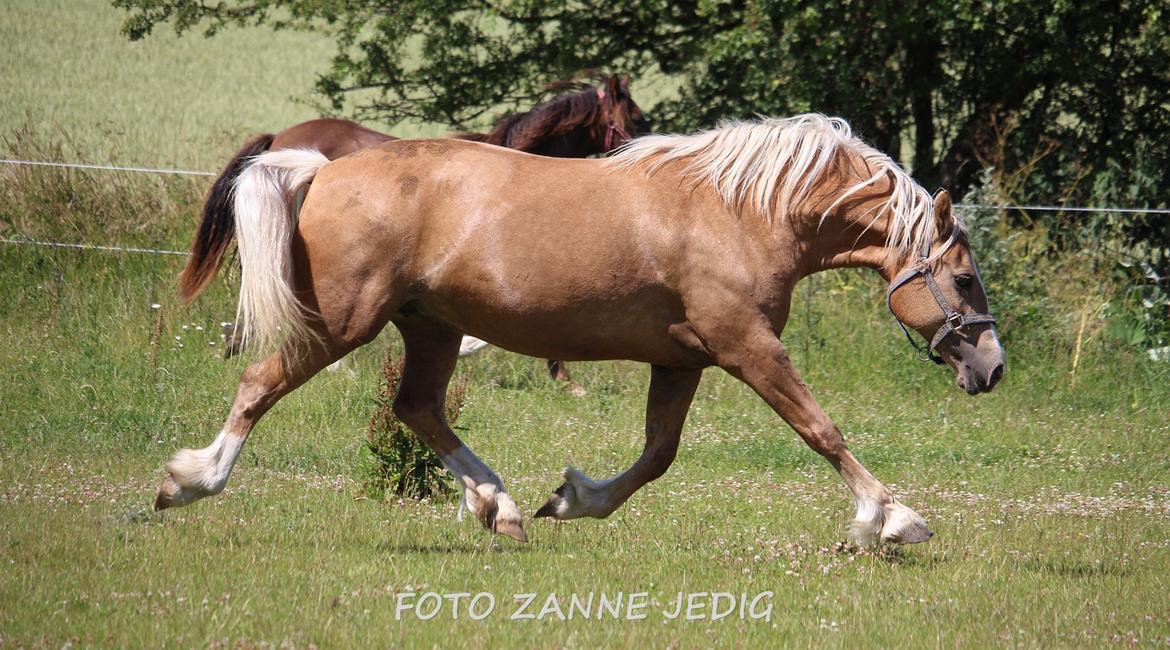 Welsh Cob (sec D) Rosalinde - Rosa 11/7-15 billede 46