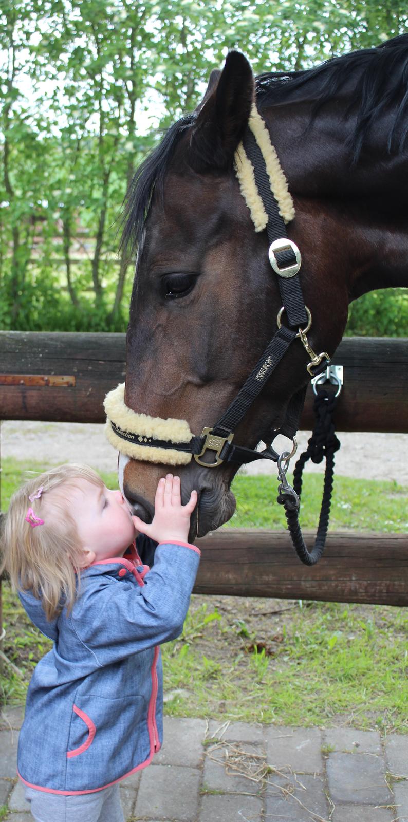 Dansk Varmblod Cianti Castellina - Mit guld <3  (© - Må ikke kopieres) billede 16