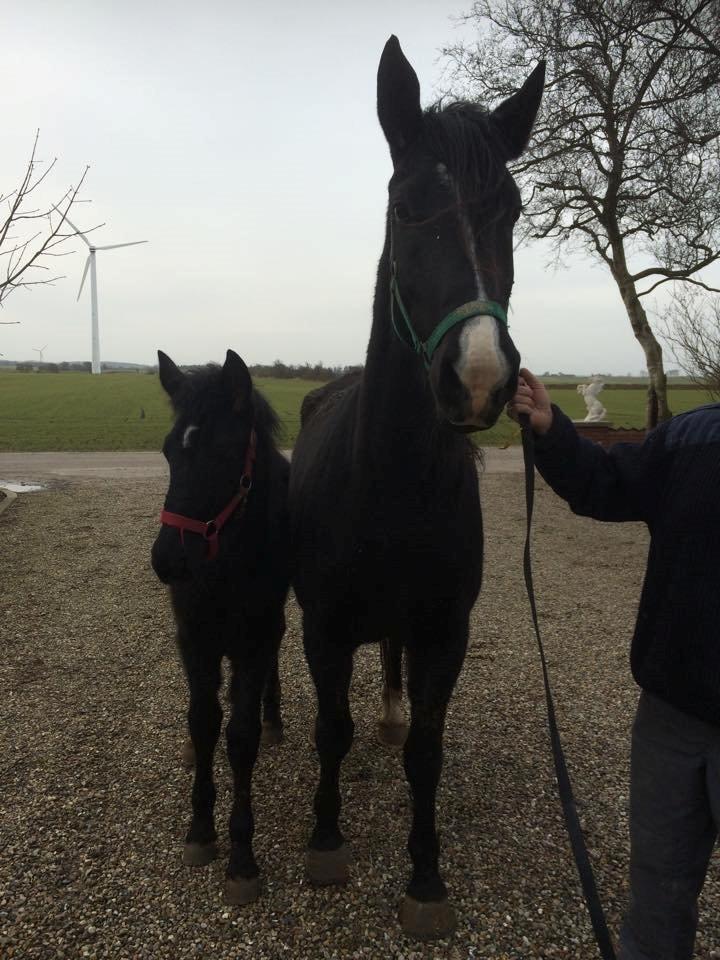Oldenborg Gaya Hedegaard - Med følle, første gang jeg så hende :) billede 8