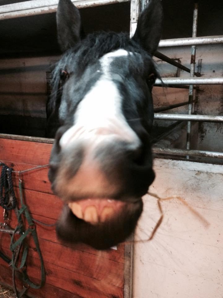 Oldenborg Gaya Hedegaard billede 10