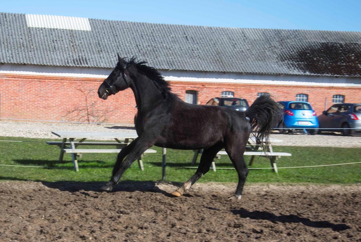Oldenborg Gaya Hedegaard - forår 2015 billede 5