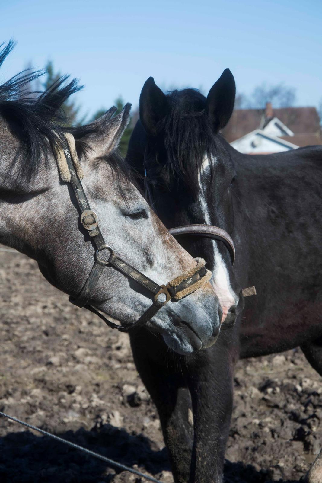 Oldenborg Gaya Hedegaard - forår 2015 billede 4