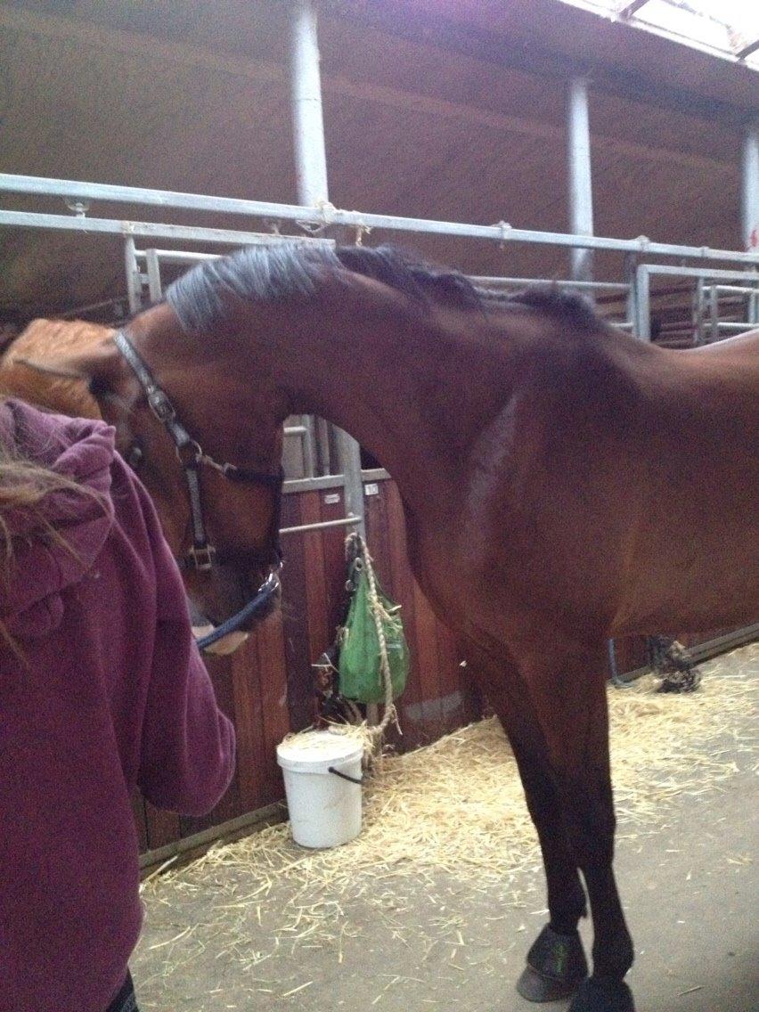 Sportsaraber (A) Aston Martin Takhises billede 1