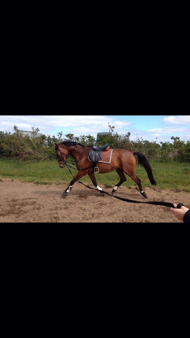 Sportsaraber (A) Aston Martin Takhises billede 5