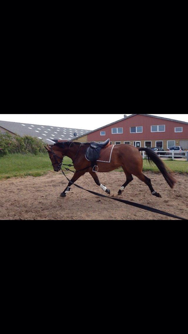 Sportsaraber (A) Aston Martin Takhises billede 6