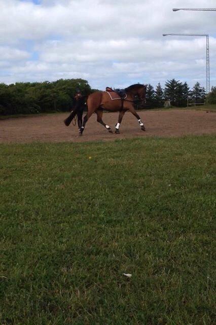 Sportsaraber (A) Aston Martin Takhises billede 7