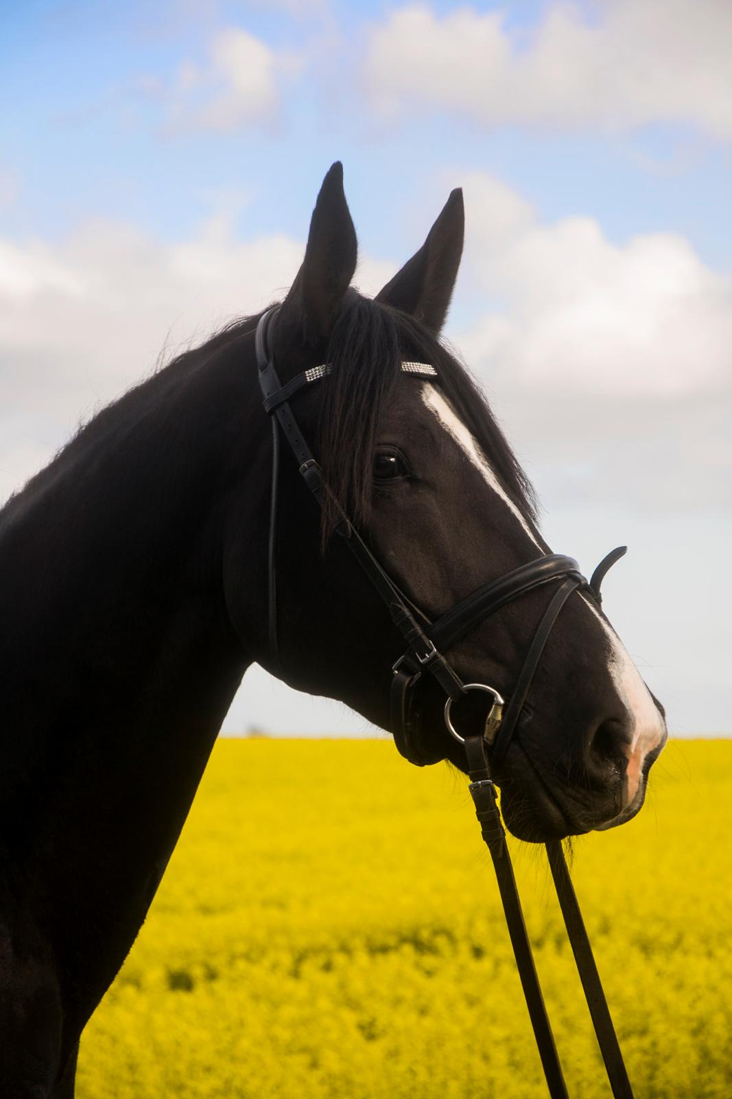Oldenborg Gaya Hedegaard - Velkommen til Gaya's profil :) billede 1