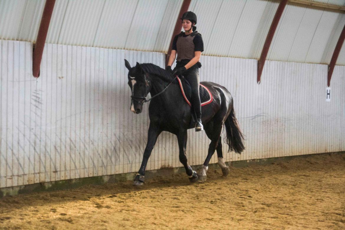Oldenborg Gaya Hedegaard - forår 2015, under tilridning billede 3