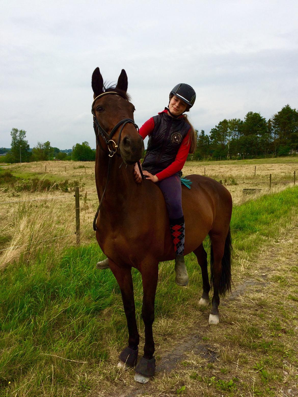 Dansk Varmblod Nødelunden´s Quite Temper/Flicka billede 11