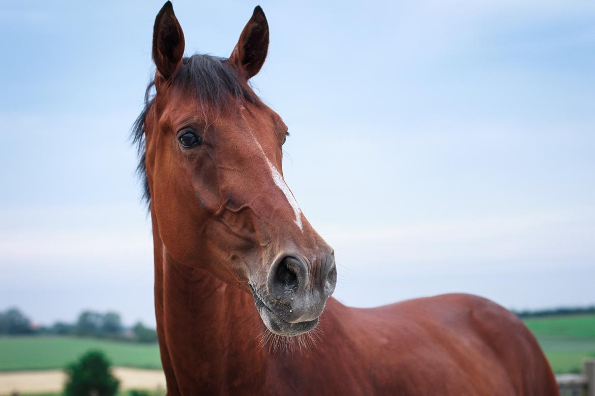 Dansk Varmblod A.B. Chico -  Fotograf: Ring fotografi.  billede 1