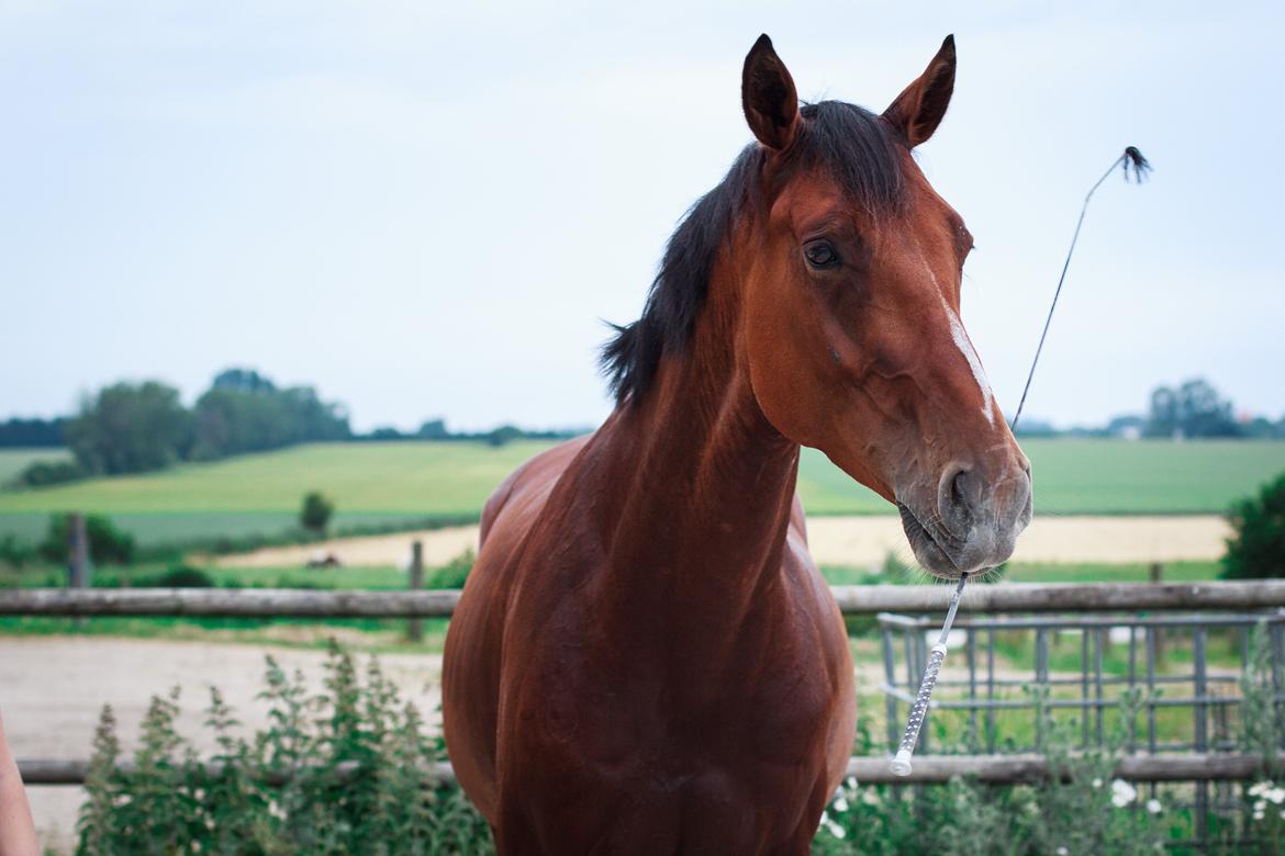 Dansk Varmblod A.B. Chico - fotograf: Ring fotografi billede 7