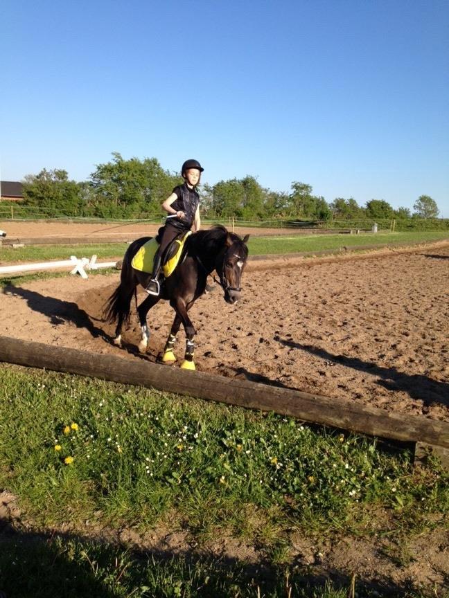 New Forest DONALD  "Pony" billede 13