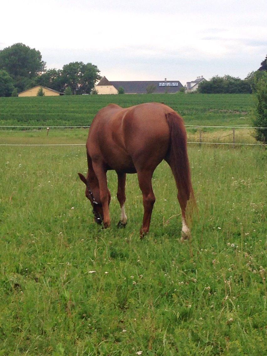 Dansk Varmblod Consita billede 14