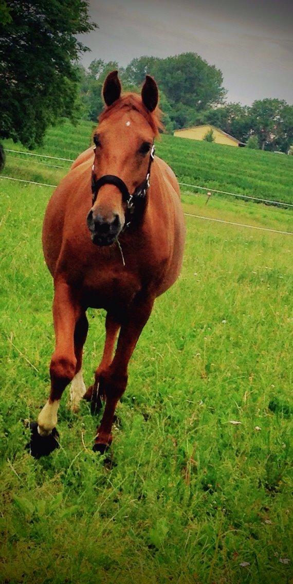 Dansk Varmblod Consita billede 13