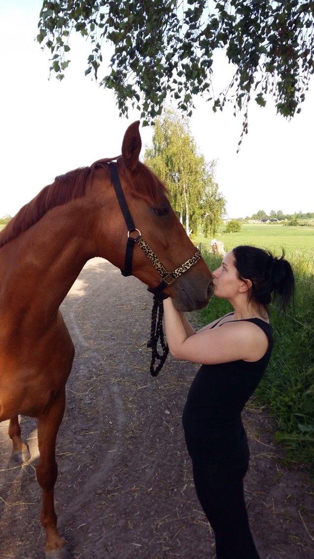 Dansk Varmblod Consita billede 15