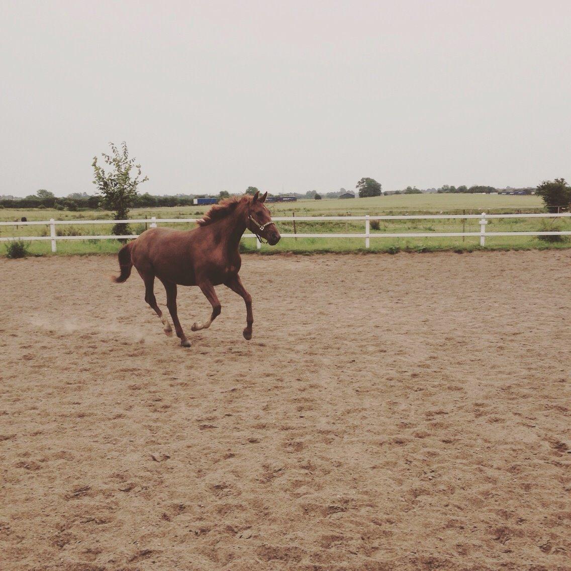 Dansk Varmblod Consita billede 16