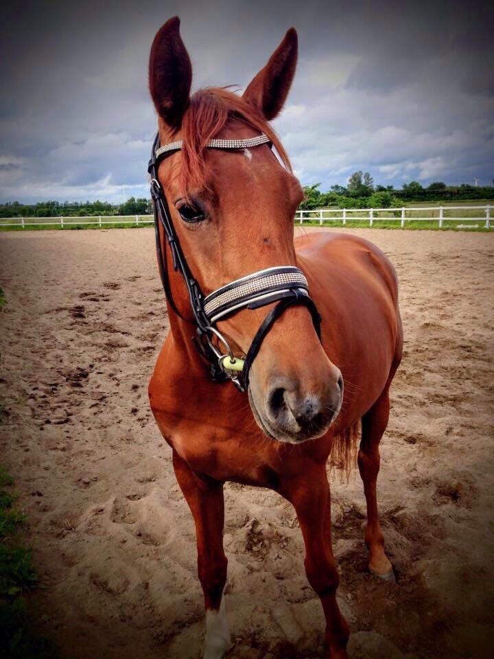 Dansk Varmblod Consita billede 17