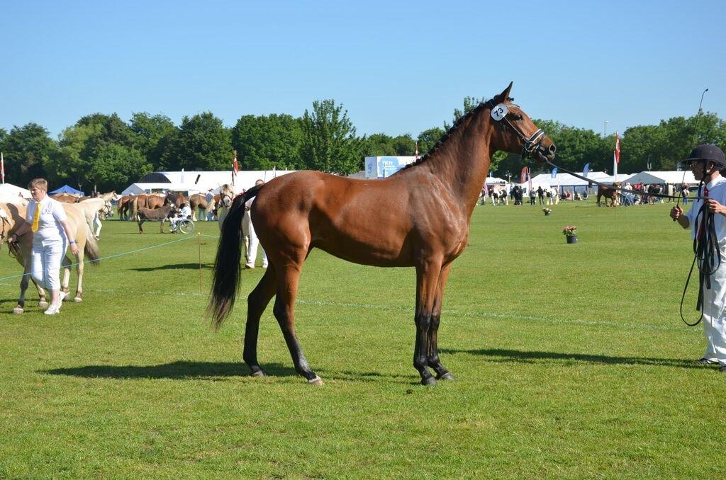 Dansk Varmblod TWINHORS DON'A BALLERINA billede 10