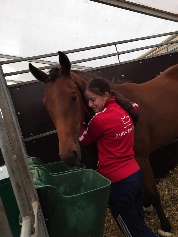 Dansk Varmblod TWINHORS DON'A BALLERINA billede 11