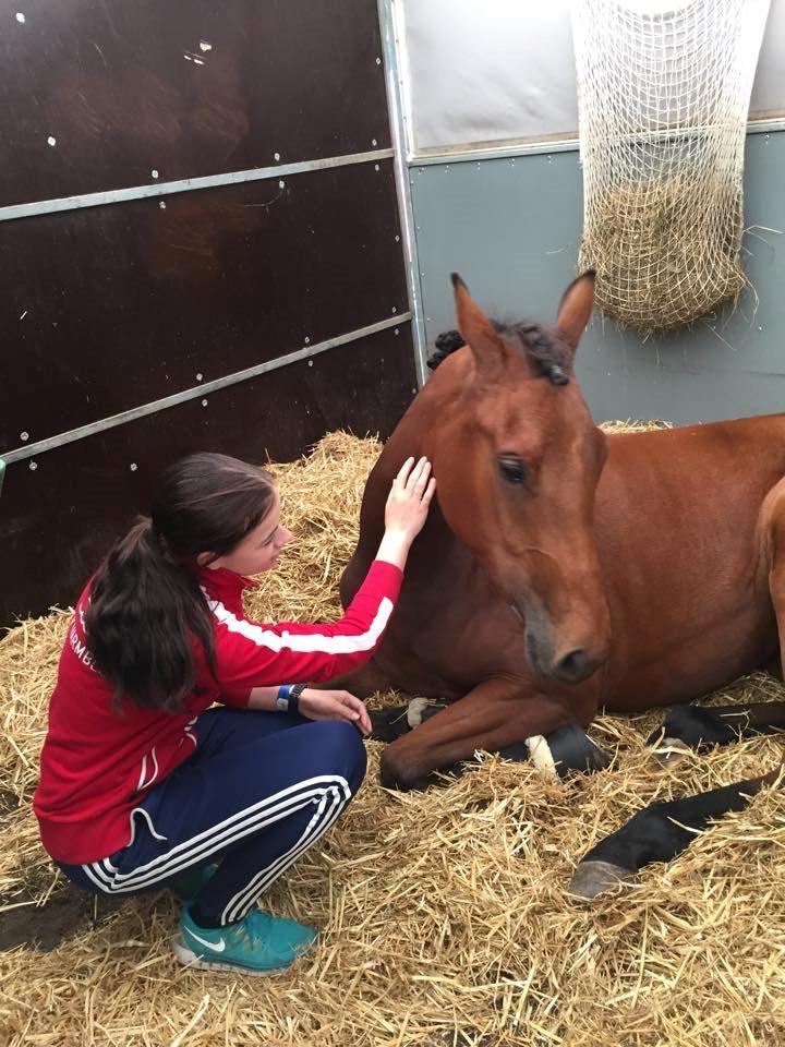 Dansk Varmblod TWINHORS DON'A BALLERINA billede 7