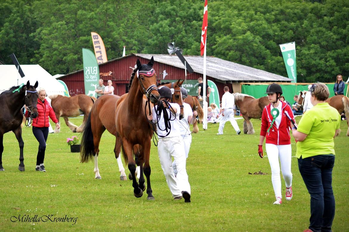 Dansk Varmblod TWINHORS DON'A BALLERINA billede 9