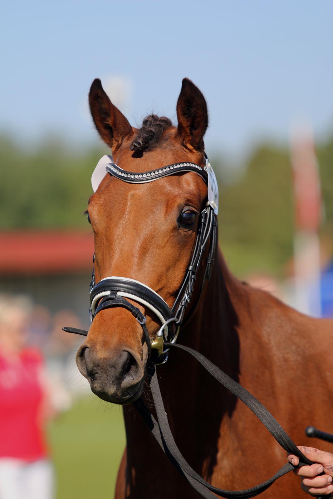 Dansk Varmblod TWINHORS DON'A BALLERINA billede 6