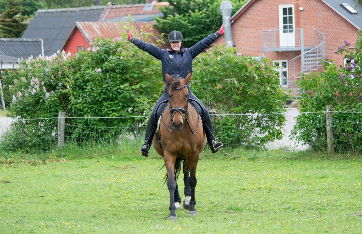 Dansk Varmblod Bounty Af Granlygård billede 1