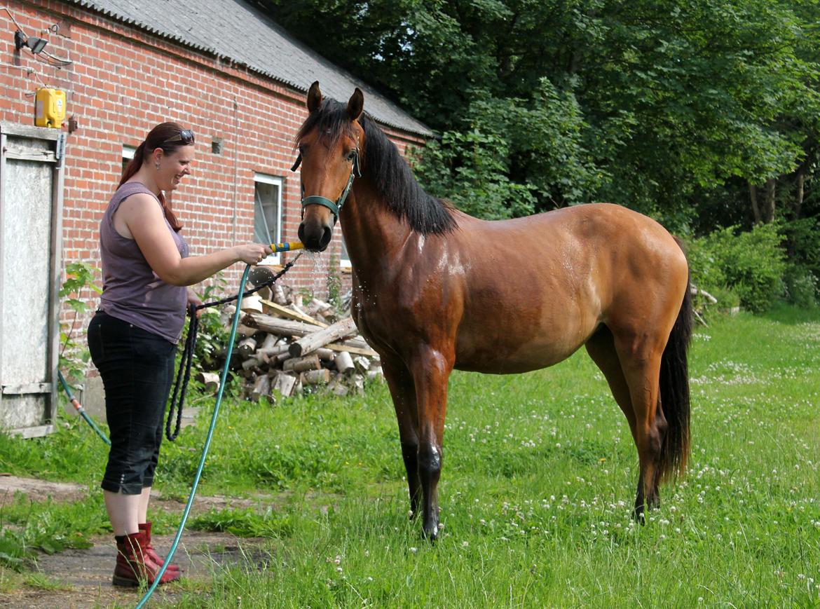 Dansk Varmblod Angel of music (SOLGT) *For evigt elsket <3* - NYT: Angel bliver vasket i sommervarmen :) billede 18