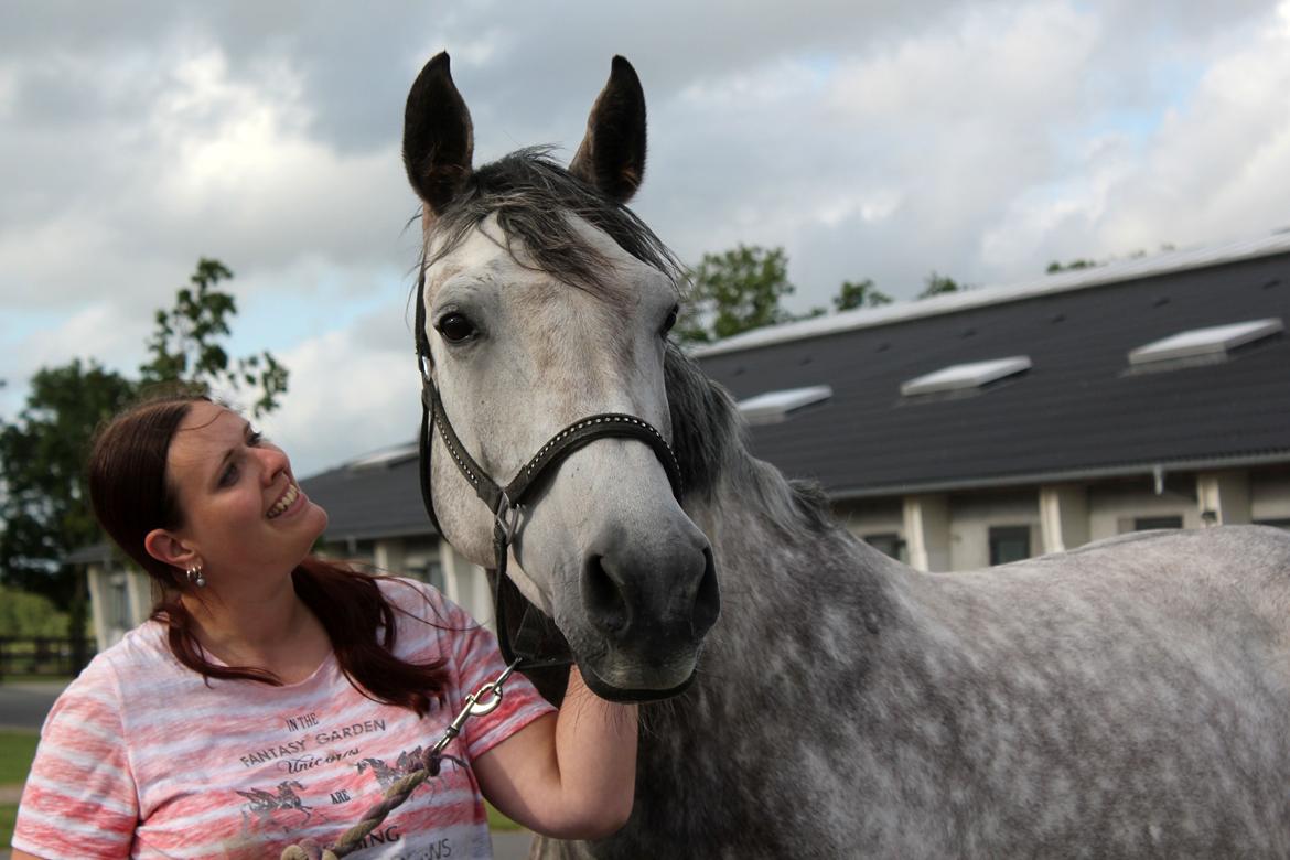 Dansk Varmblod Lambrié Vejen (Avlshoppe) - NYT: Osten bliver hentet på Blue Hors :) billede 26