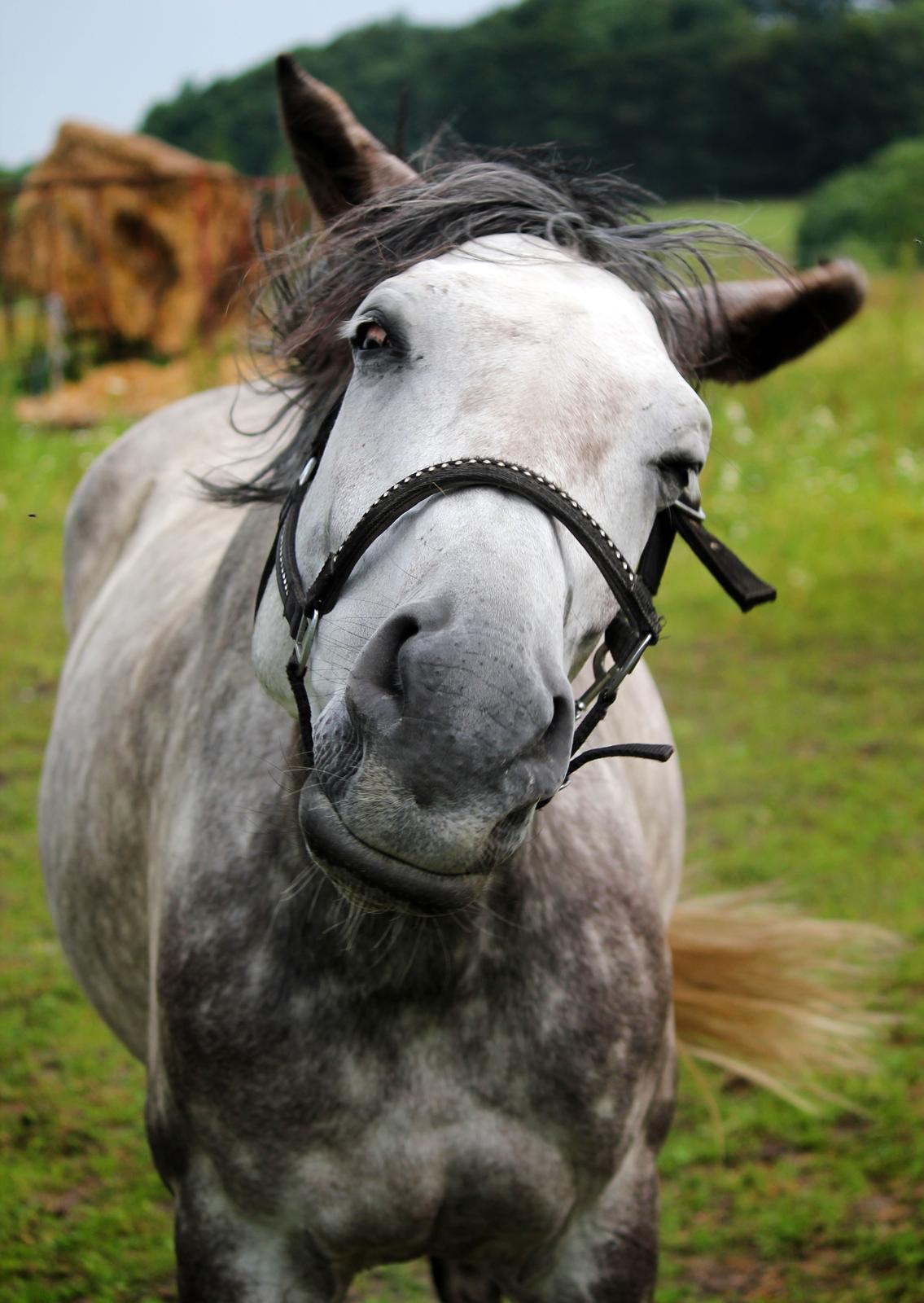 Dansk Varmblod Lambrié Vejen (Avlshoppe) - NYT: Ha ha så smuk :D billede 30