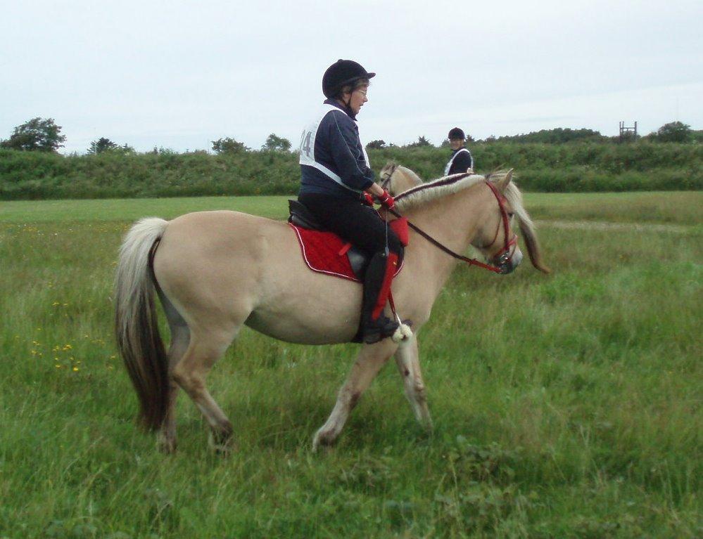 Fjordhest LINDEGAARDS ZARINA - Romrit 11 Jili 2015  billede 42