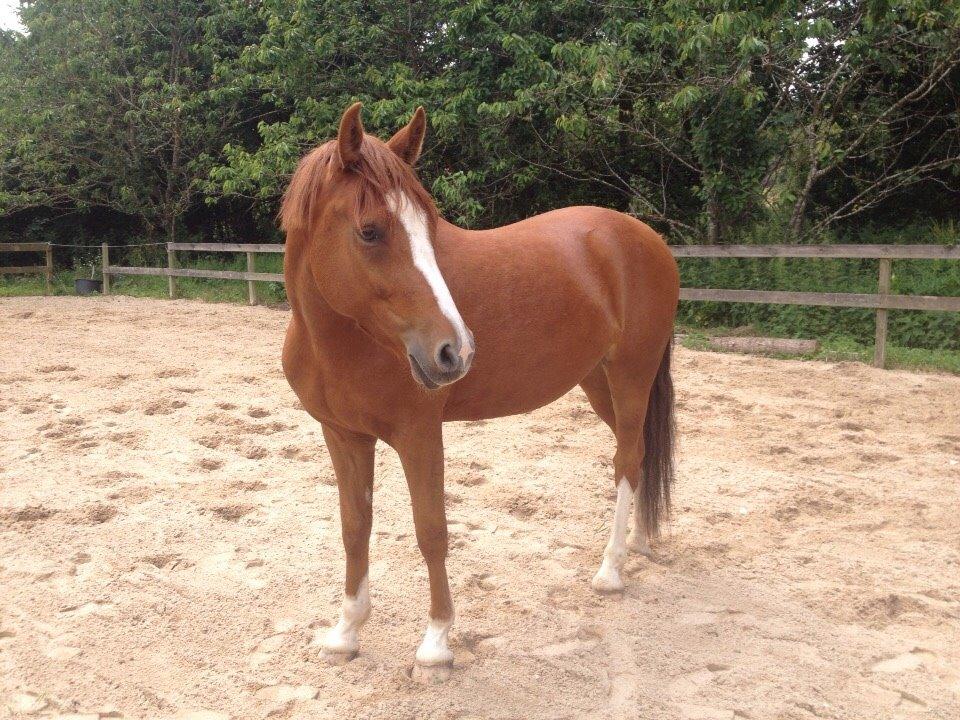 Welsh Partbred (Sec F) Stillebaekkens Monogramm - Smukke ponse i fuld figur <3 billede 4