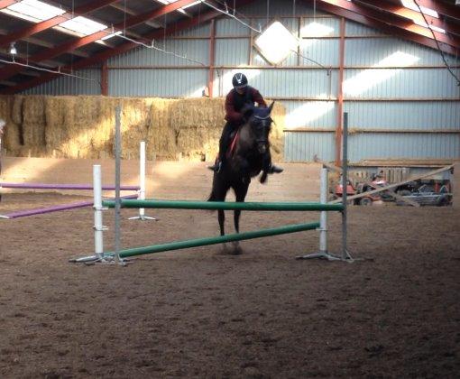 Sportsaraber (A) Lundgaardens Tiger Lili  - da vi sprang i vinters<3 billede 11