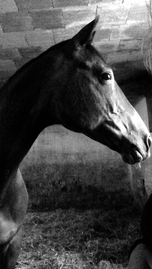 Tysk Oldenburger Terra X billede 4