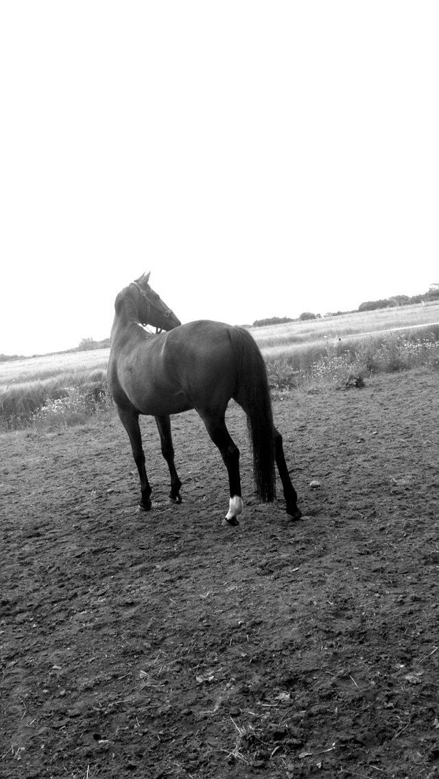 Tysk Oldenburger Terra X billede 10