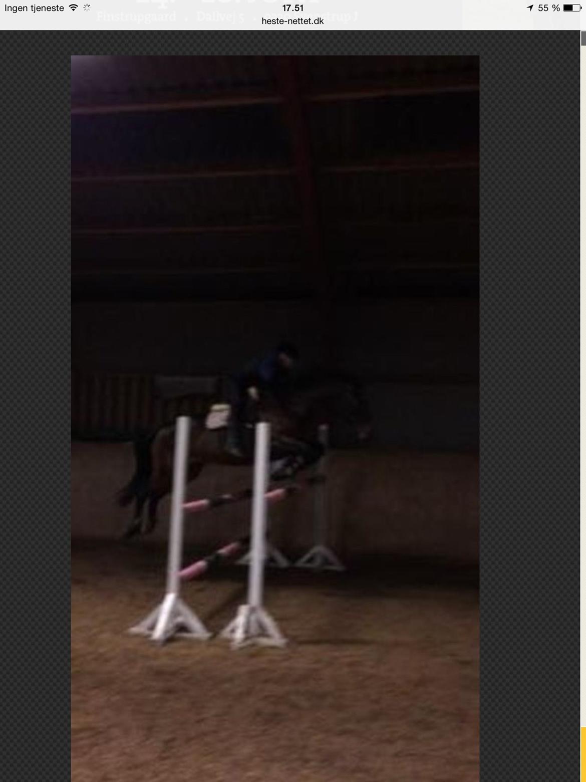 Tysk Oldenburger Terra X - T med tidligere ejer billede 6