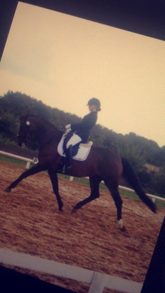 Tysk Oldenburger Terra X - T med tidligere ejer billede 5